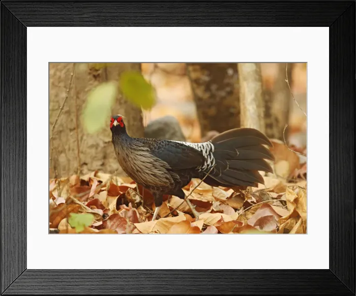 Framed Print : DDE-90024460 Framed Print : DDE-90024460