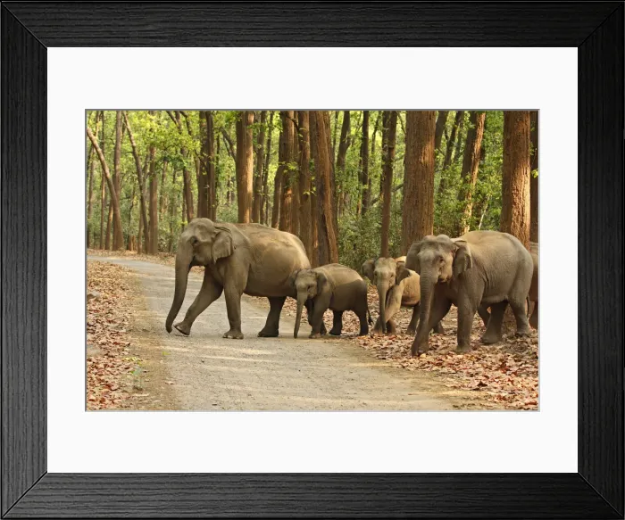 Framed Print : DDE-90024461 Framed Print : DDE-90024461