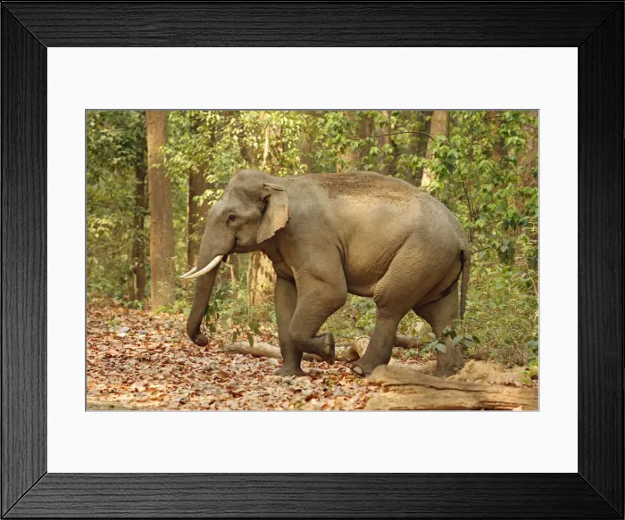 Framed Print : DDE-90024462 Framed Print : DDE-90024462