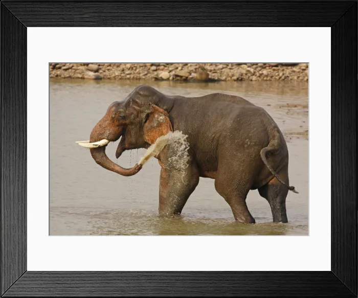 Framed Print : DDE-90024463