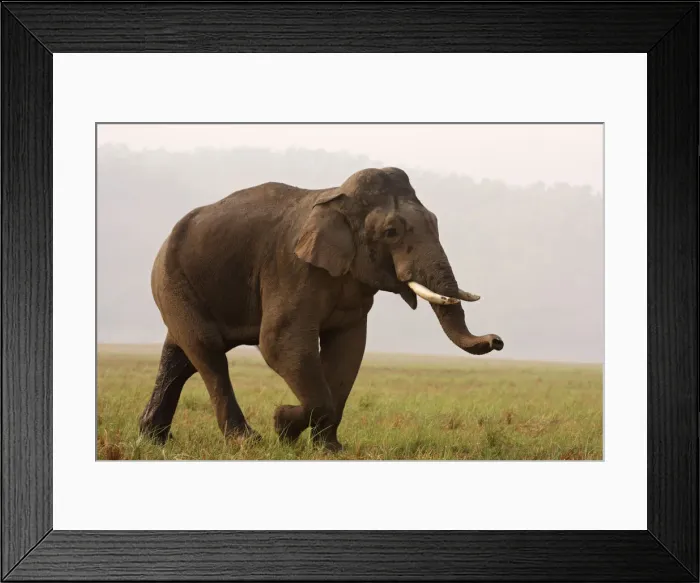 Framed Print : DDE-90024464 Framed Print : DDE-90024464