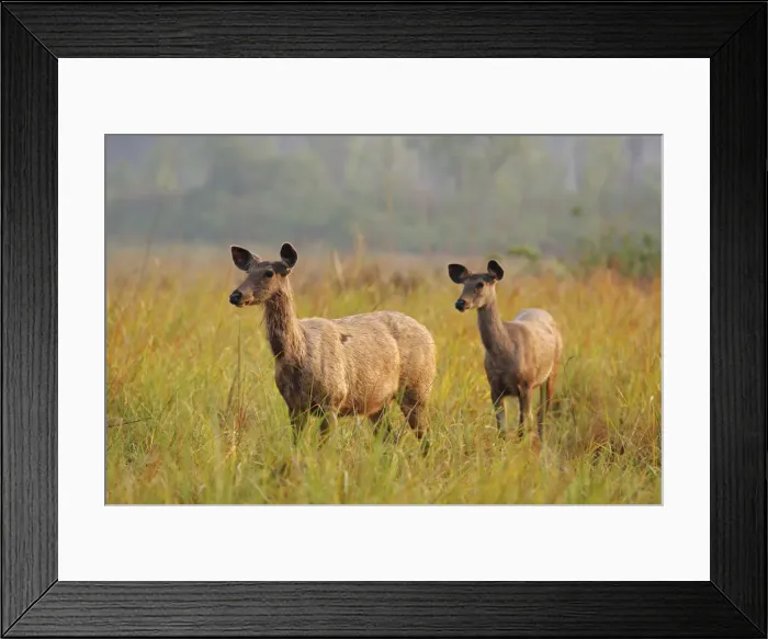 Framed Print : DDE-90024466 Framed Print : DDE-90024466
