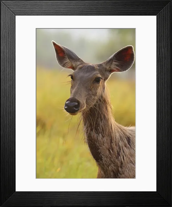 Framed Print : DDE-90024467 Framed Print : DDE-90024467