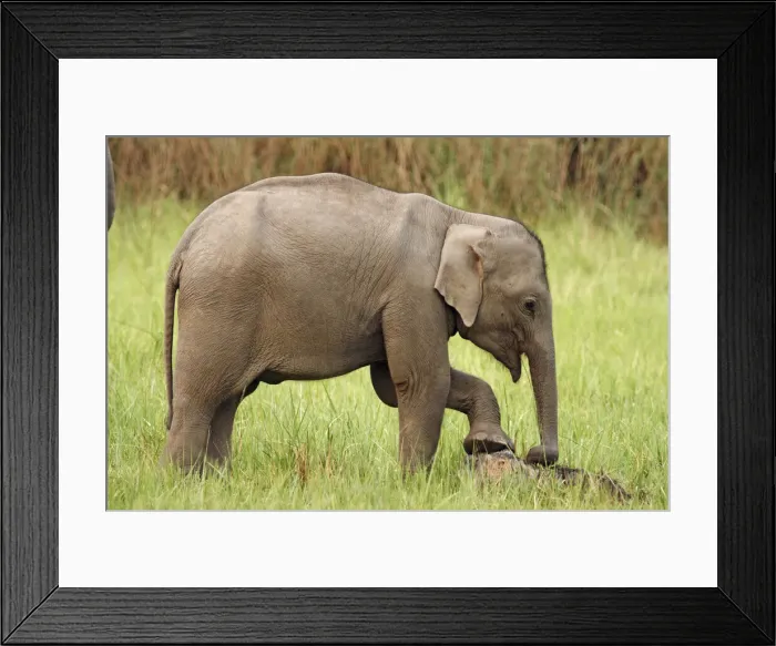 Framed Print : DDE-90024468 Framed Print : DDE-90024468