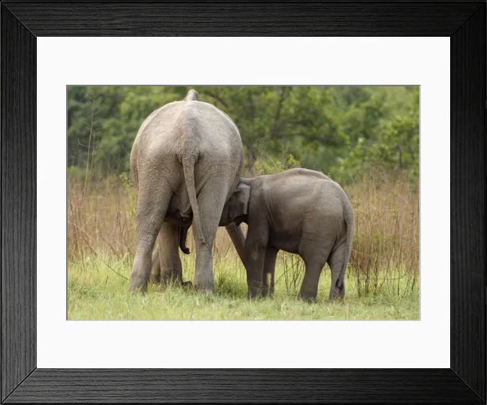 Framed Print : DDE-90024469 Framed Print : DDE-90024469