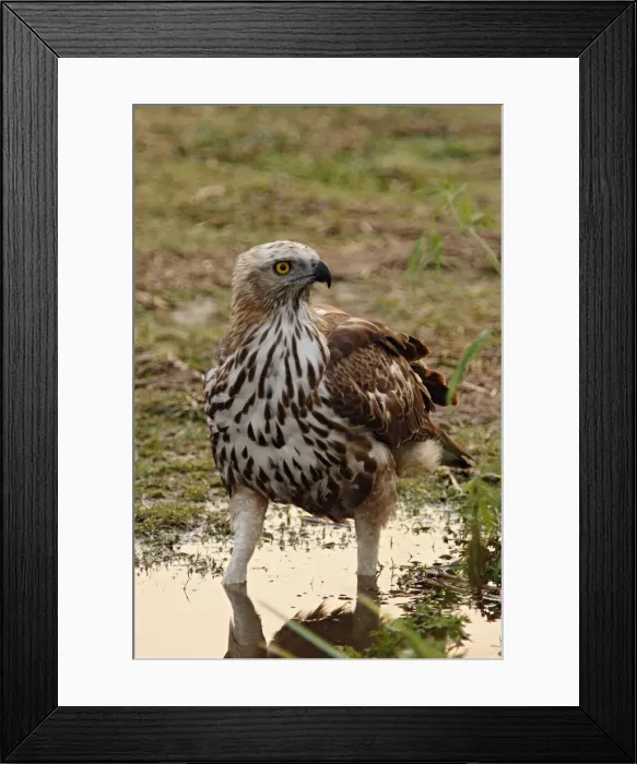 Framed Print : DDE-90024470 Framed Print : DDE-90024470