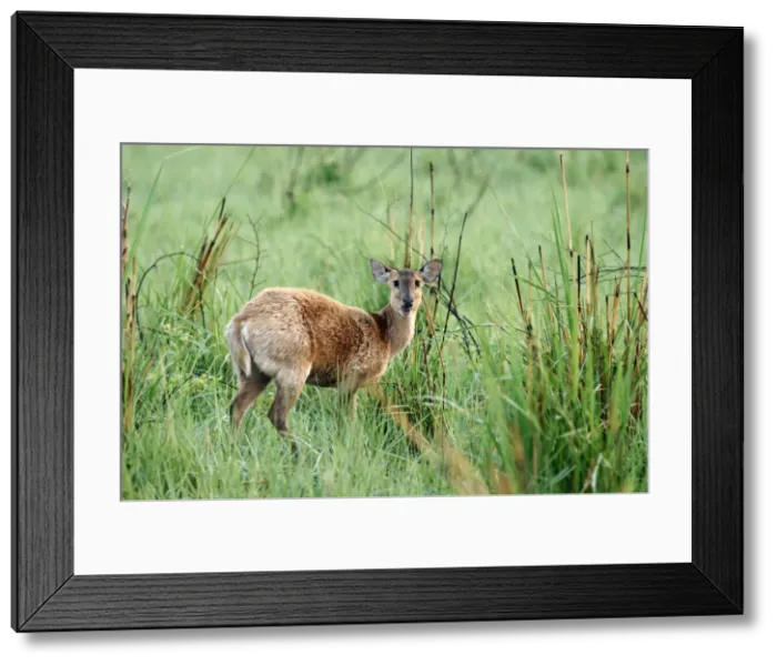 Framed Print : DDE-90024471 Framed Print : DDE-90024471