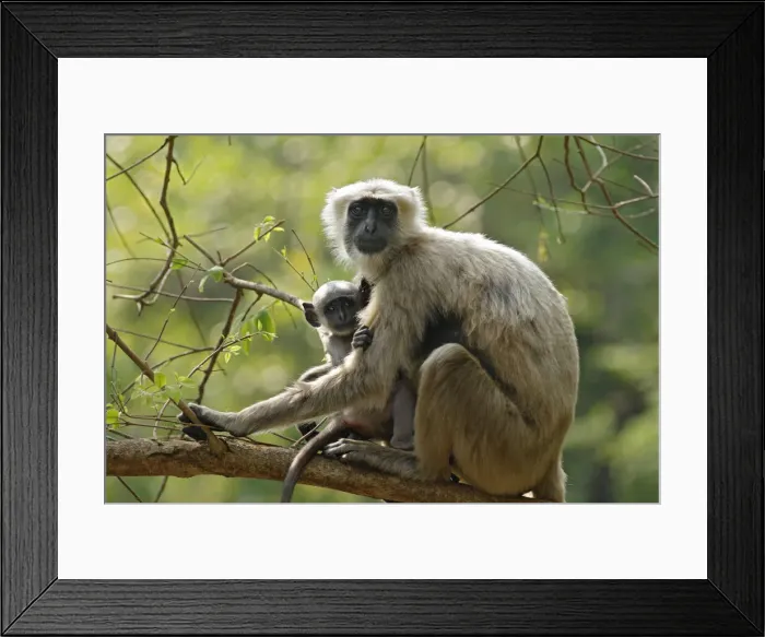 Framed Print : DDE-90024472 Framed Print : DDE-90024472