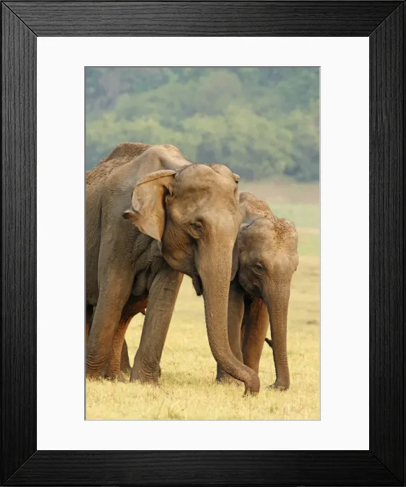 Framed Print : DDE-90024473 Framed Print : DDE-90024473