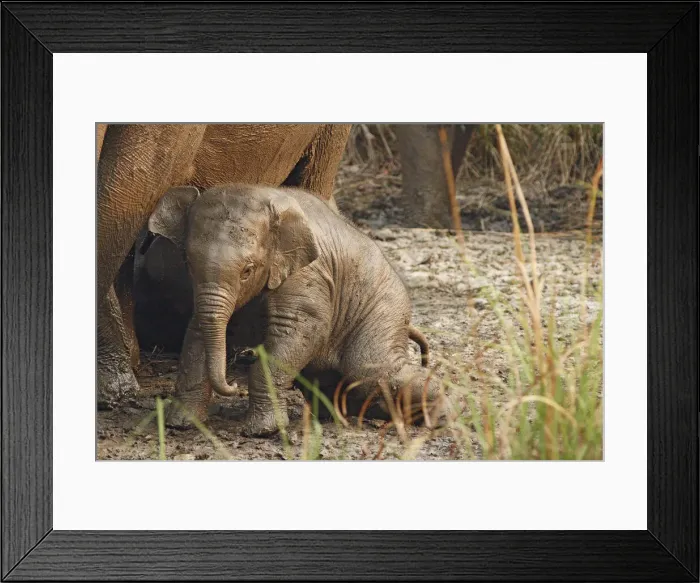 Framed Print : DDE-90024474
