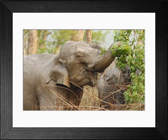 Framed Print : DDE-90024475 Framed Print : DDE-90024475