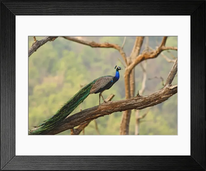 Framed Print : DDE-90024476 Framed Print : DDE-90024476