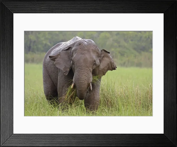Framed Print : DDE-90024477 Framed Print : DDE-90024477