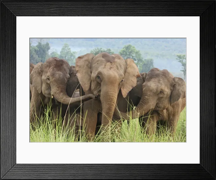 Framed Print : DDE-90024478 Framed Print : DDE-90024478