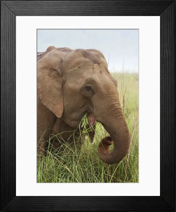Framed Print : DDE-90024479 Framed Print : DDE-90024479
