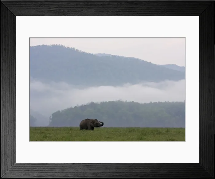 Framed Print : DDE-90024481 Framed Print : DDE-90024481