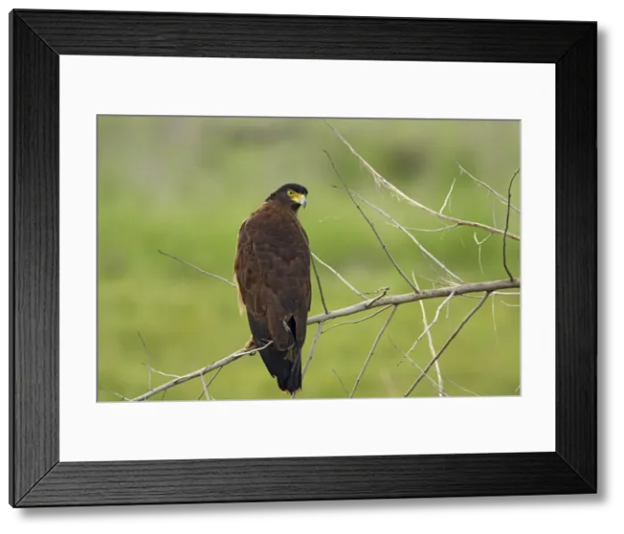 Framed Print : DDE-90024482 Framed Print : DDE-90024482