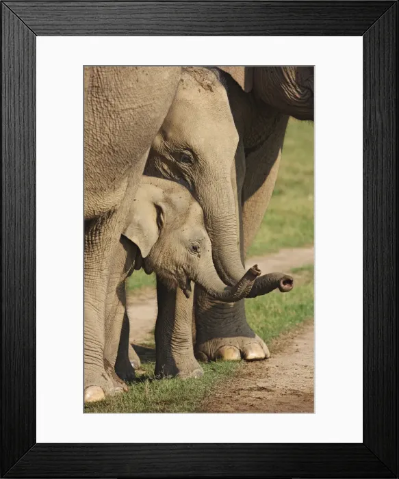 Framed Print : DDE-90024486