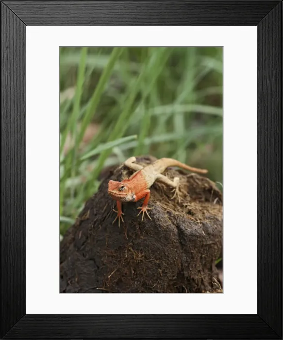 Framed Print : DDE-90024487 Framed Print : DDE-90024487