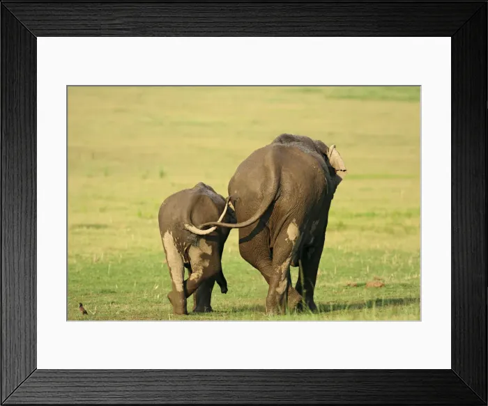 Framed Print : DDE-90024488 Framed Print : DDE-90024488