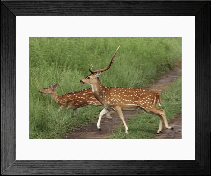 Framed Print : DDE-90024489