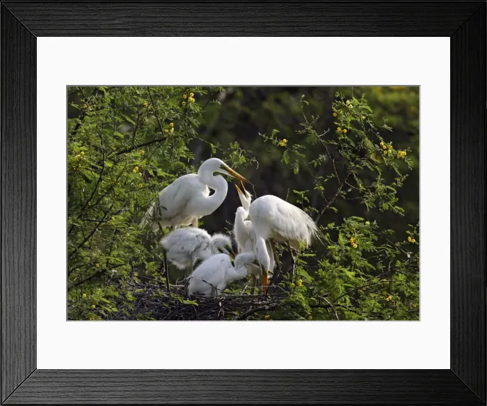 Framed Print : DDE-90024490 Framed Print : DDE-90024490