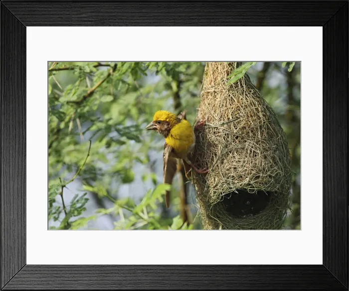 Framed Print : DDE-90024491 Framed Print : DDE-90024491