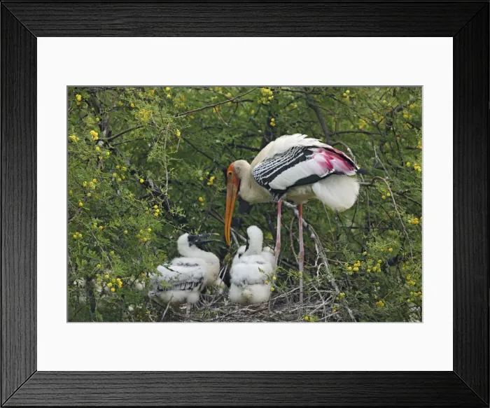 Framed Print : DDE-90024492 Framed Print : DDE-90024492