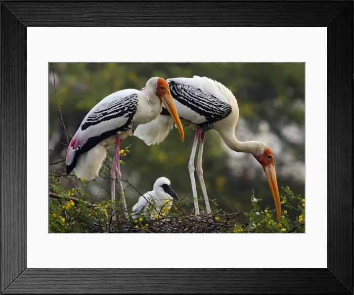 Framed Print : DDE-90024493