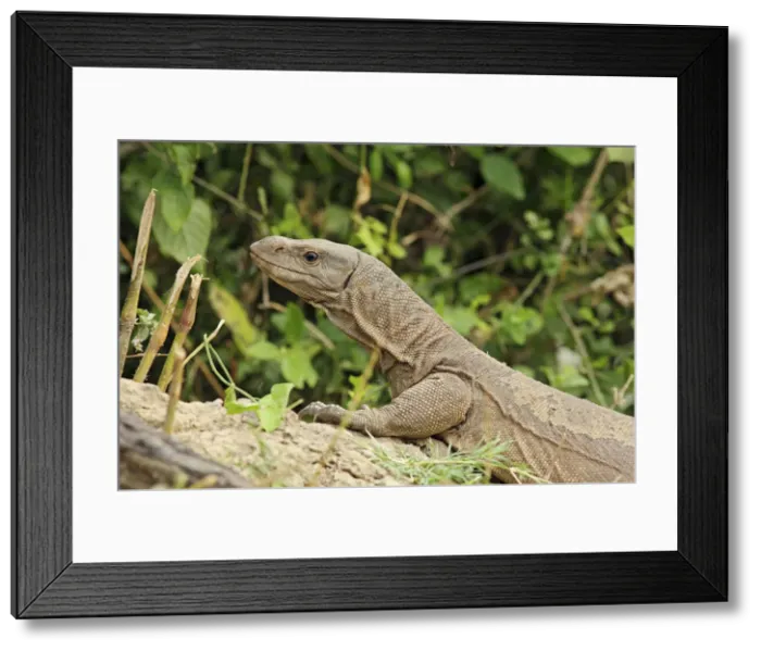 Framed Print : DDE-90024494