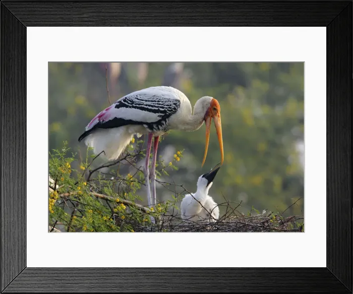 Framed Print : DDE-90024495