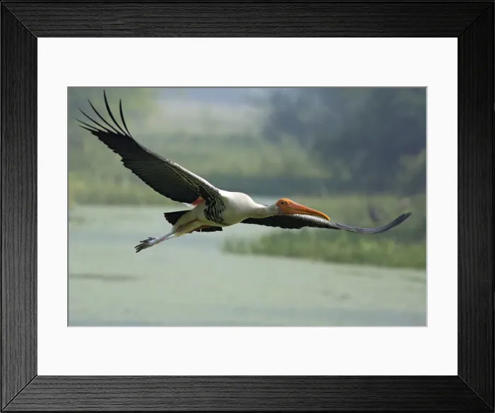 Framed Print : DDE-90024496 Framed Print : DDE-90024496