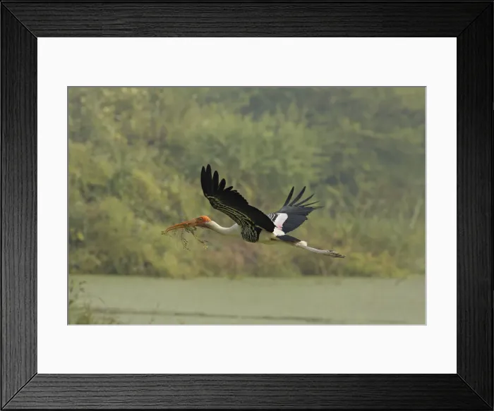 Framed Print : DDE-90024497