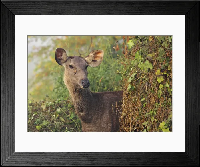 Framed Print : DDE-90024498 Framed Print : DDE-90024498