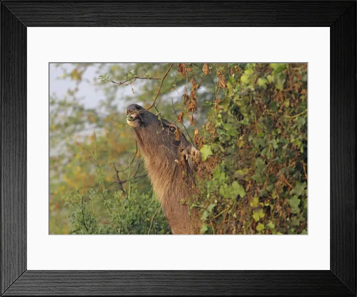 Framed Print : DDE-90024499 Framed Print : DDE-90024499