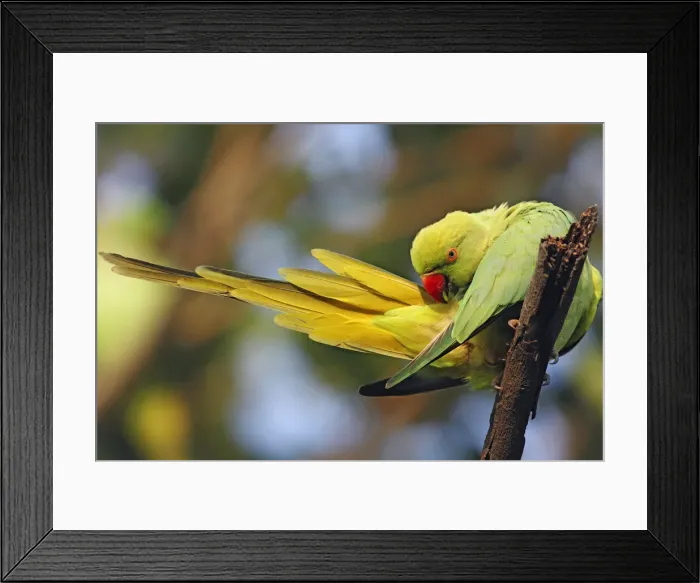 Framed Print : DDE-90024500 Framed Print : DDE-90024500