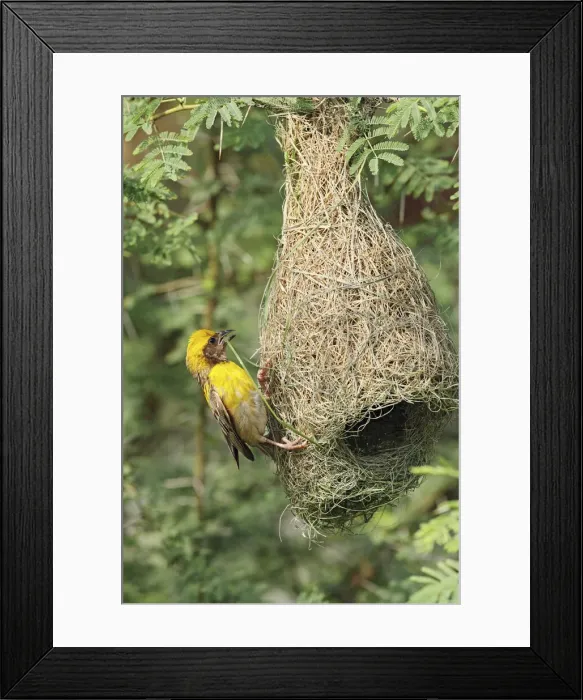 Framed Print : DDE-90024501 Framed Print : DDE-90024501