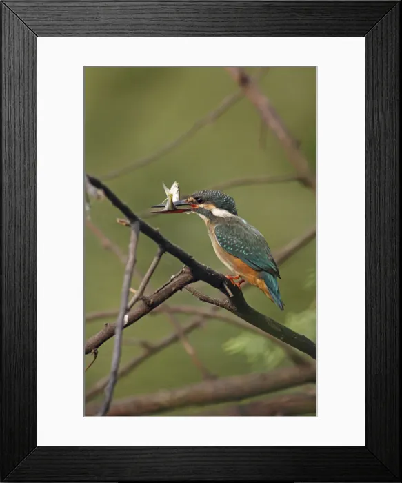 Framed Print : DDE-90024502