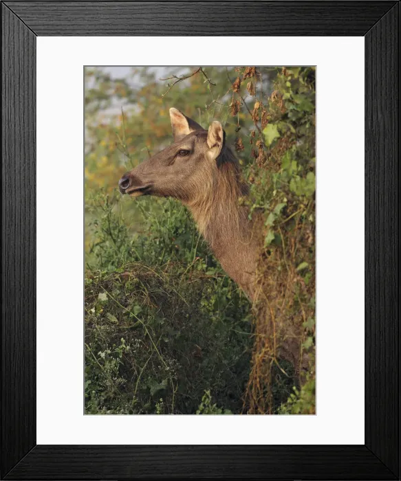 Framed Print : DDE-90024503 Framed Print : DDE-90024503