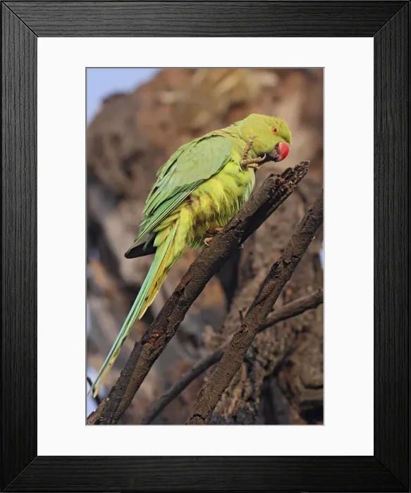 Framed Print : DDE-90024504 Framed Print : DDE-90024504
