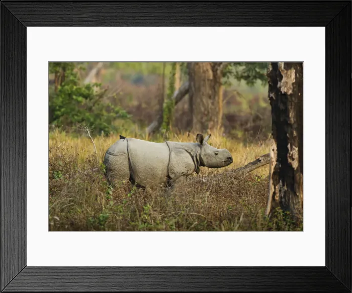 Framed Print : DDE-90024506 Framed Print : DDE-90024506