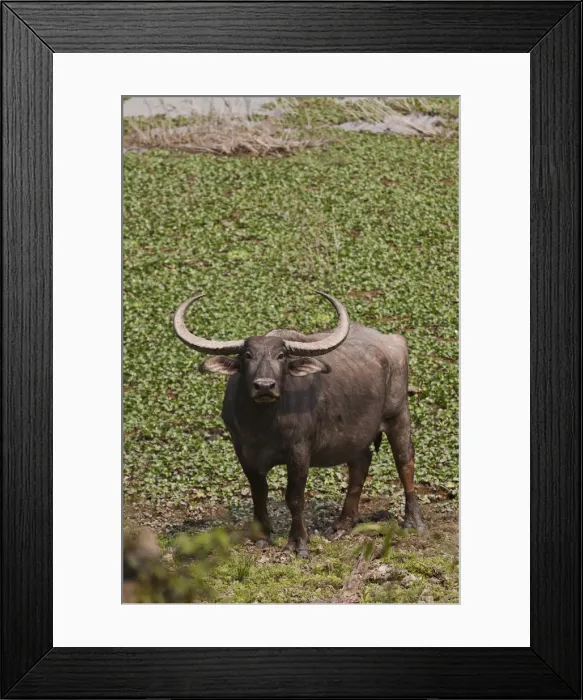 Framed Print : DDE-90024508 Framed Print : DDE-90024508