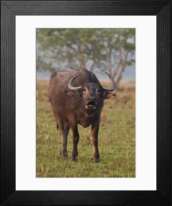 Framed Print : DDE-90024509 Framed Print : DDE-90024509