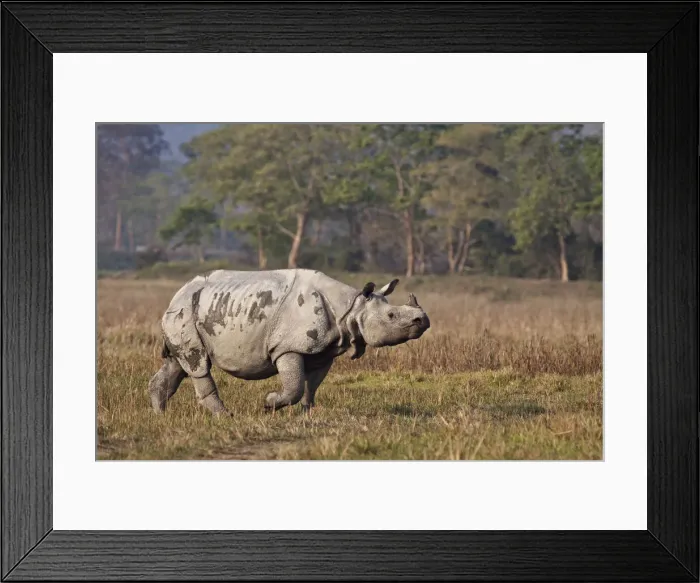 Framed Print : DDE-90024511 Framed Print : DDE-90024511