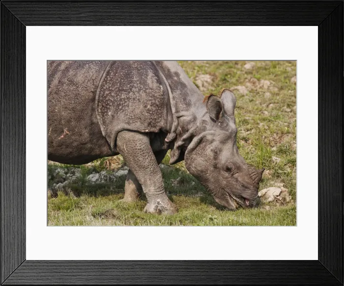 Framed Print : DDE-90024512 Framed Print : DDE-90024512