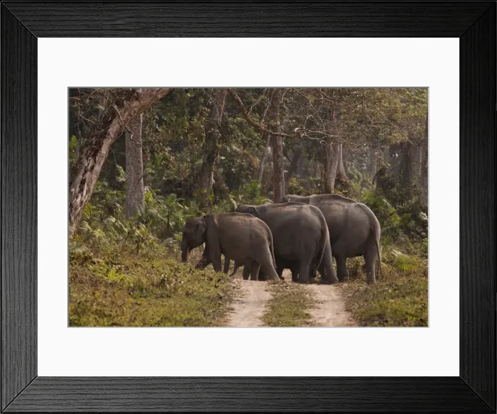 Framed Print : DDE-90024513 Framed Print : DDE-90024513