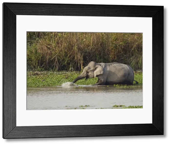 Framed Print : DDE-90024515 Framed Print : DDE-90024515