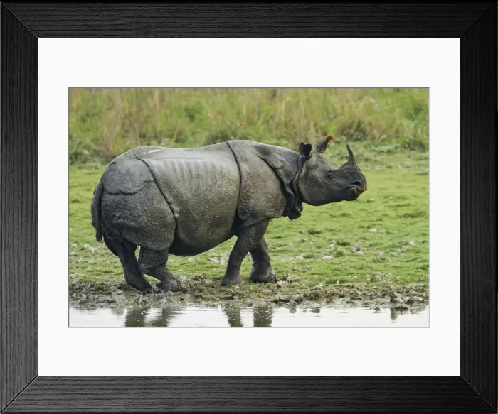 Framed Print : DDE-90024516 Framed Print : DDE-90024516