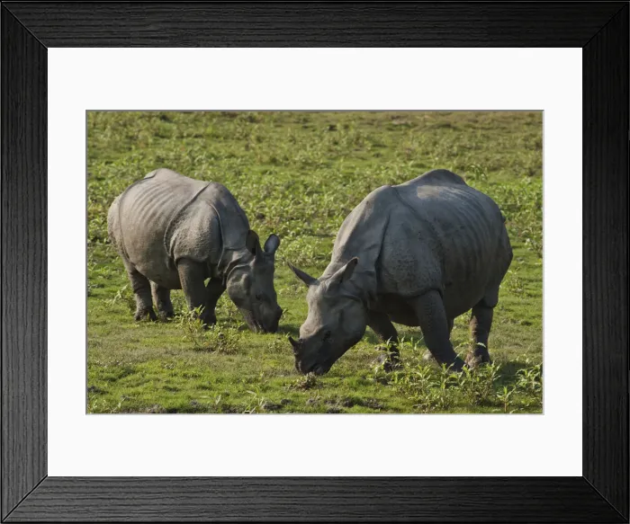 Framed Print : DDE-90024517 Framed Print : DDE-90024517