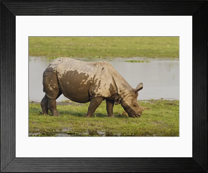 Framed Print : DDE-90024519 Framed Print : DDE-90024519